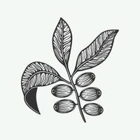 Bunch of coffee leaf beans. Vintage retro illustration in woodcut style. Can be used for logo, emblem, badge, poster or label. Monochrome Graphic. vector