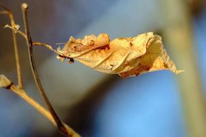 Isolated dead brown maple leaf in winter with late afternoon sun photo