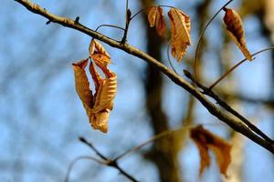 Brown dead maple leaf hanging on in winter with a blue sky background photo