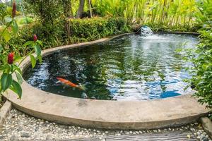 koi fish carps swimming in garden pond photo