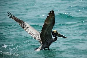 pelícano pardo muestra su envergadura al despegar de la superficie del océano foto