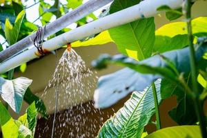 garden sprinkler water irrigation system photo