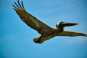 pelícano marrón se eleva sobre el océano atlántico con un fondo de cielo azul foto