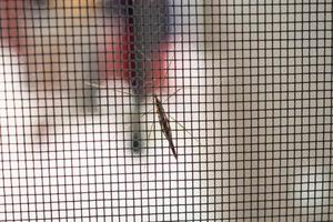 pantalla de alambre de mosquitera en la protección de la ventana de la casa contra insectos foto