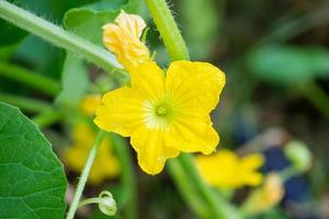 Melon flower yellow color with green leaves in organic plant garden photo
