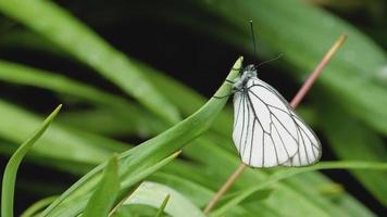 mariposa blanca con venas negras -aporia crataegi- en hoja de tulipán. video