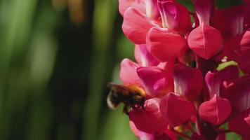 Bumblebee collecting nectar and pollen from the flowers of red lupine, macro, slow motion. video