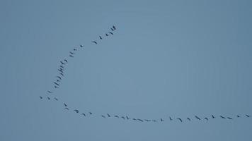 flock av gäss flygande mot en blå himmel video