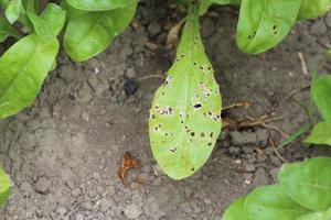 plant leaf damaged by garden pests, diseases of house flowers and plants in the garden photo