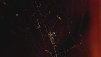 Flies are caught in spider's web video