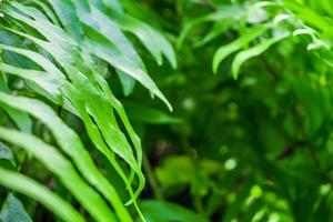 Closeup wild green fern leaves in the rainforest nature background photo