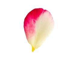 rose petals isolated on white background with clipping path photo