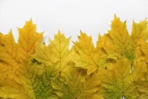 Yellow and green maple leaves and a white background on top. Beautiful maple flowers and white background. photo