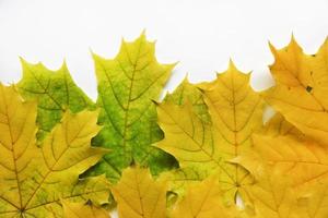 Yellow and green maple leaves and a white background on top. Beautiful maple flowers and white background. photo