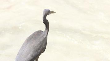 grote Oceaan rif reiger egretta sacra jaagt voor vis in de buurt nai harn strand, Thailand video