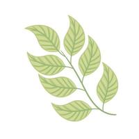 mint leafs branch vector