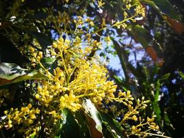 Avocado flowers on its tree in the farming garden. photo