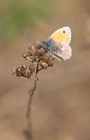 A small variegated butterfly  perches on the tip of a dry twig against a brown background in portrait format photo