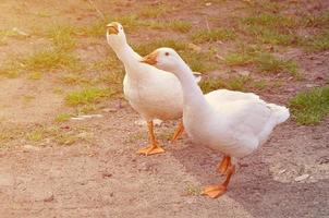 un par de gansos blancos divertidos caminan por el sucio patio de hierba foto