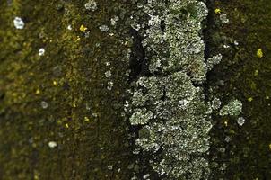 textura de la formación de hongos verdes en la corteza de un árbol viejo en una temporada de invierno húmeda foto