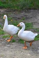 A pair of funny white geese are walking along the dirty grassy yard photo