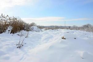 pantano salvaje cubierto de nieve con muchas cañas amarillas, cubierto con una capa de nieve. paisaje invernal en marismas foto