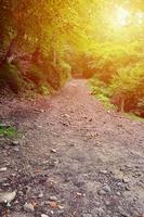 A path in a wild forest. Forest landscape in early autumn photo