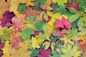 un gran número de hojas de otoño caídas y amarillentas en el suelo. textura de fondo de otoño foto