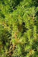 Texture of a bush of a green plant, similar to underwater algae photo