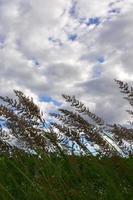 A lot of stems from green reeds grow from the river water under the cloudy blue sky. Unmatched reeds with long stems photo