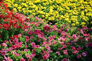 The texture of a large number of different colorful flowers planted in a flower bed photo