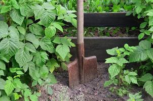 una vieja pala oxidada cerca de los arbustos de frambuesa, que crecen junto a la valla de madera del jardín del pueblo. imagen de fondo asociada con cosechas estacionales y trabajo de jardinería a largo plazo foto