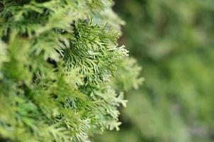 Green branches of a coniferous tree close-up photo