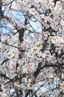 Pink Apple Tree Blossoms with white flowers on blue sky background photo