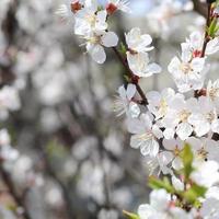 Pink Apple Tree Blossoms with white flowers on blue sky background photo