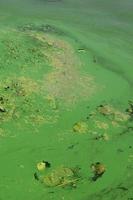 la superficie de un viejo pantano cubierto de lenteja de agua y hojas de lirio foto