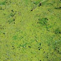 The surface of an old swamp covered with duckweed and lily leaves photo