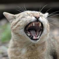 Brown tabby domestic cat yawning on blurred green yard photo