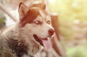 Arctic Malamute with blue eyes muzzle portrait close up. This is a fairly large dog native type photo