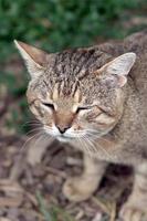 Sad muzzle portrait of a grey striped tabby cat with green eyes, selective focus photo