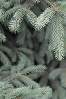 Branches of Blue or prickly spruce Picea pungens close up outdoors photo