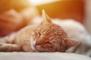 Close up of a sad and lazy tabby cat napping on the couch outdoors in evening photo