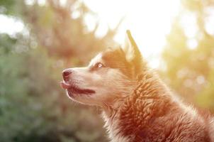 Arctic Malamute with blue eyes muzzle portrait close up. This is a fairly large dog native type photo