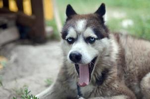 Sleepy husky dog funny yawns with wide open mouth and long tongue photo