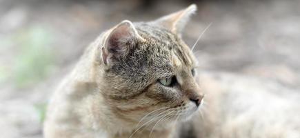 Sad muzzle portrait of a grey striped tabby cat with green eyes, selective focus photo