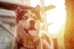 Arctic Malamute with blue eyes muzzle portrait close up. This is a fairly large dog native type photo