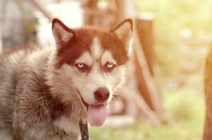 Arctic Malamute with blue eyes muzzle portrait close up. This is a fairly large dog native type photo