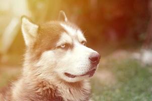 Arctic Malamute with blue eyes muzzle portrait close up. This is a fairly large dog native type photo