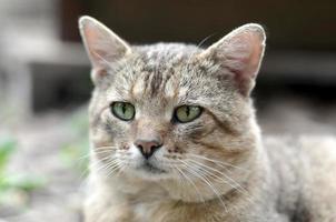 Sad muzzle portrait of a grey striped tabby cat with green eyes, selective focus photo