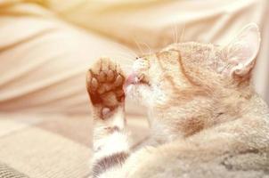 Portrait of tabby cat sitting and licking his hair outdoors and lies on brown sofa photo